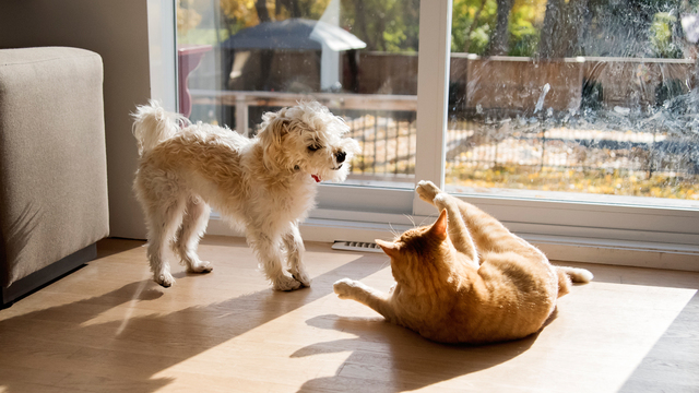 Ngủ mơ thấy chó vào nhà có phải là điềm báo may mắn hay không?