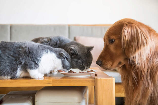 Giải mã điềm báo khi ngủ mơ thấy chó mèo