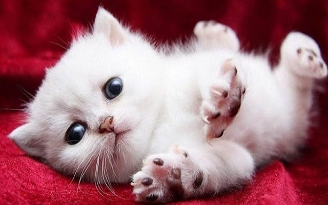Chiêm bao thấy mèo trắng đẻ con may hay rủi