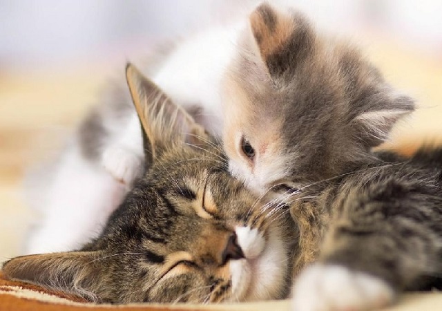 Chiêm bao thấy nhiều chú mèo là điềm báo gì Chiêm bao thấy nhiều chú mèo là điềm báo gì