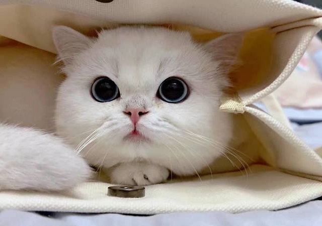 Chốt số nào ngon ăn khi mơ thấy mèo trắng Chốt số nào ngon ăn khi mơ thấy mèo trắng