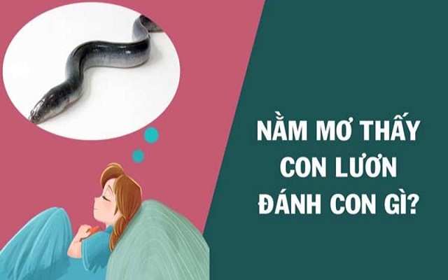 Mơ thấy lươn nên đánh số nào may mắn Mơ thấy lươn nên đánh số nào may mắn