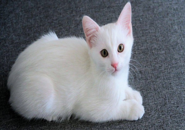 Mơ thấy mèo trắng có phải là điềm báo Mơ thấy mèo trắng có phải là điềm báo