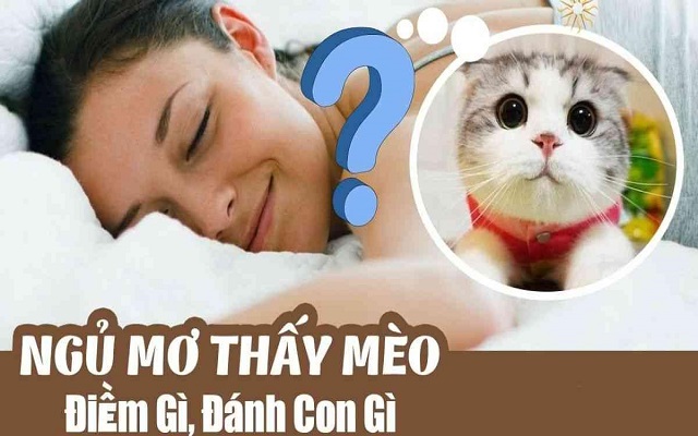 Ngủ mơ thấy mèo nên đánh con gì Ngủ mơ thấy mèo nên đánh con gì