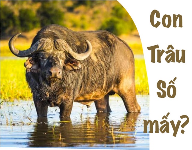 Con trâu số mấy Con trâu số mấy