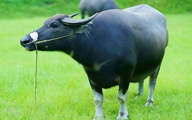 Giấc mơ về trâu mang điềm gở Giấc mơ về trâu mang điềm gở