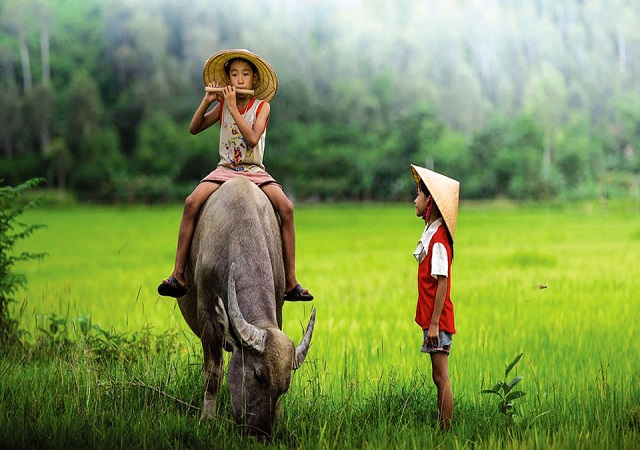 Giải mã giấc mơ thấy trâu