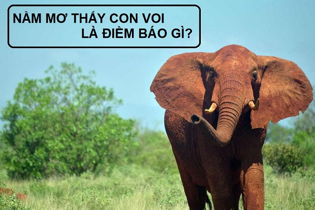 Nằm mơ thấy voi phá rừng Nằm mơ thấy voi phá rừng