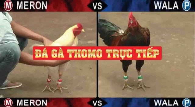 Giải trí thả ga tại đá gà GI8 Giải trí thả ga tại đá gà GI8
