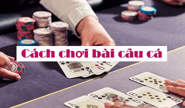 Cách câu và ăn bài